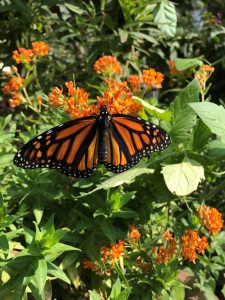 Monarch Butterflies Release at Crane Park The Northeast ...