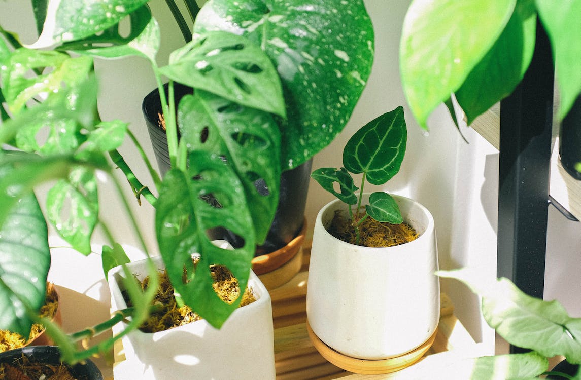 Caring for Indoor House Plants 