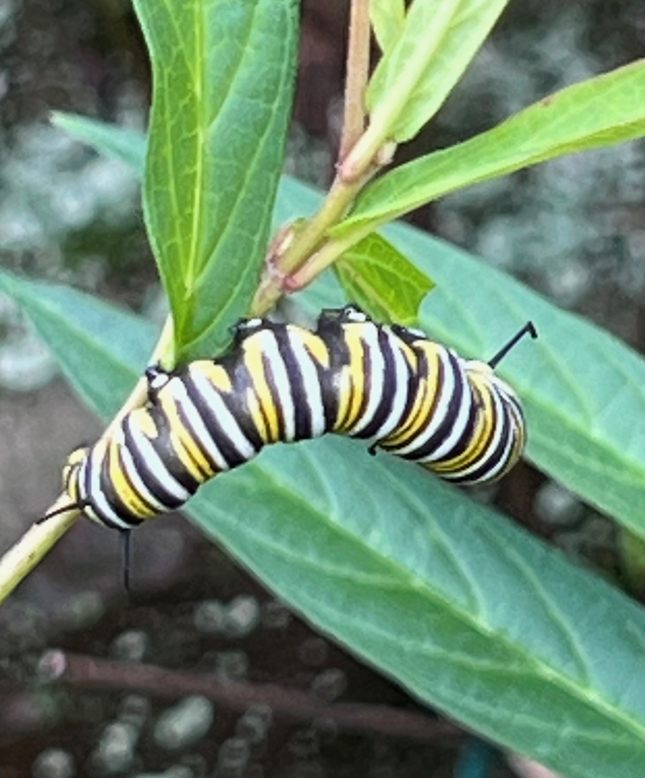 monarch caterpillar on milkweed